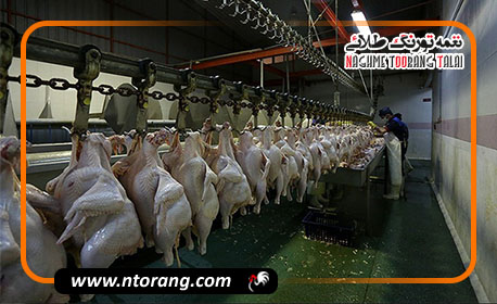 شکاف قیمتی مرغ زنده و گوشت در بازار؛ تولیدکننده متضرر، مصرف‌کننده گران‌خرید